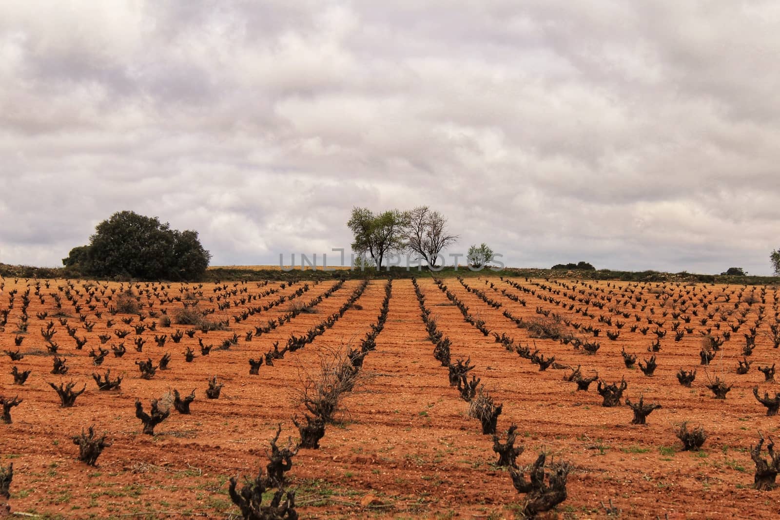 Landscape of vineyards with red land under gray sky in Castilla la Mancha, Spain