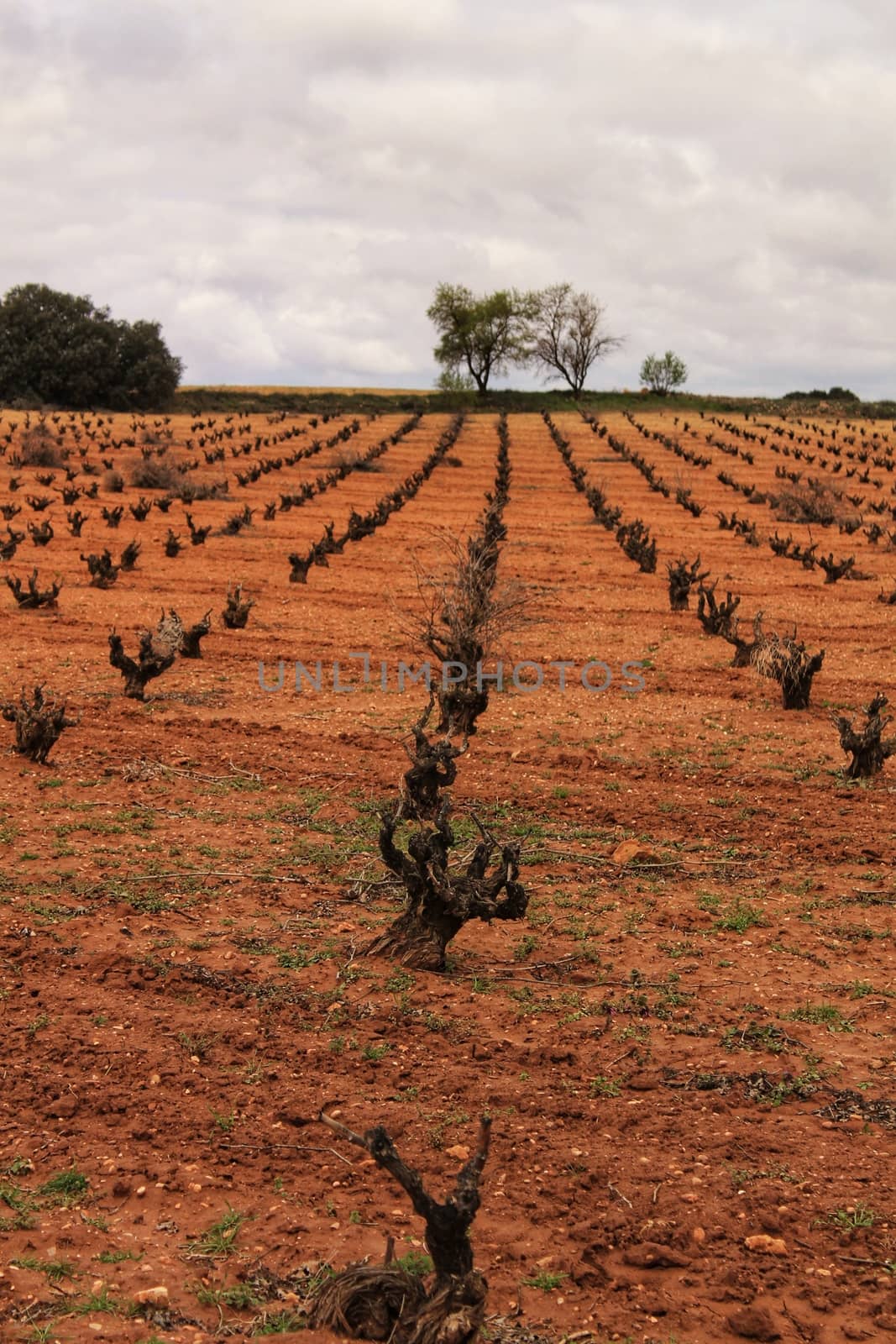 Landscape of vineyards under gray sky in Castilla la Mancha by soniabonet