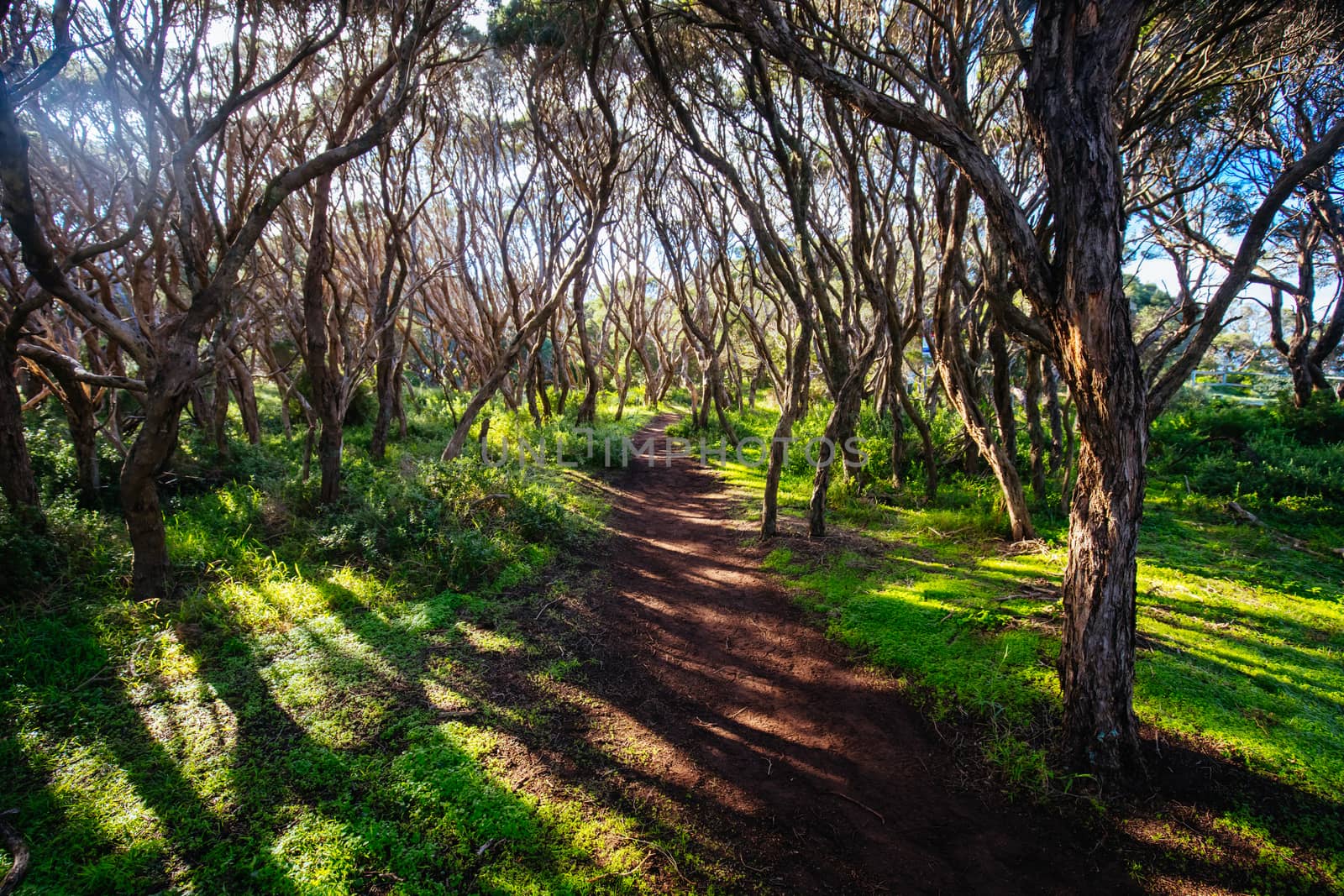 The start of the Two Bays Walking Track from near Cape Schanck Lighthouse on the Mornington Peninsula in Victoria, Australia