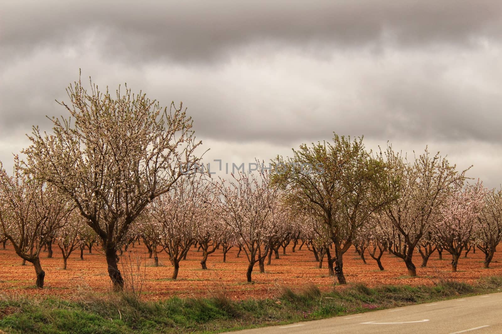 Almond trees in bloom under gray sky by soniabonet