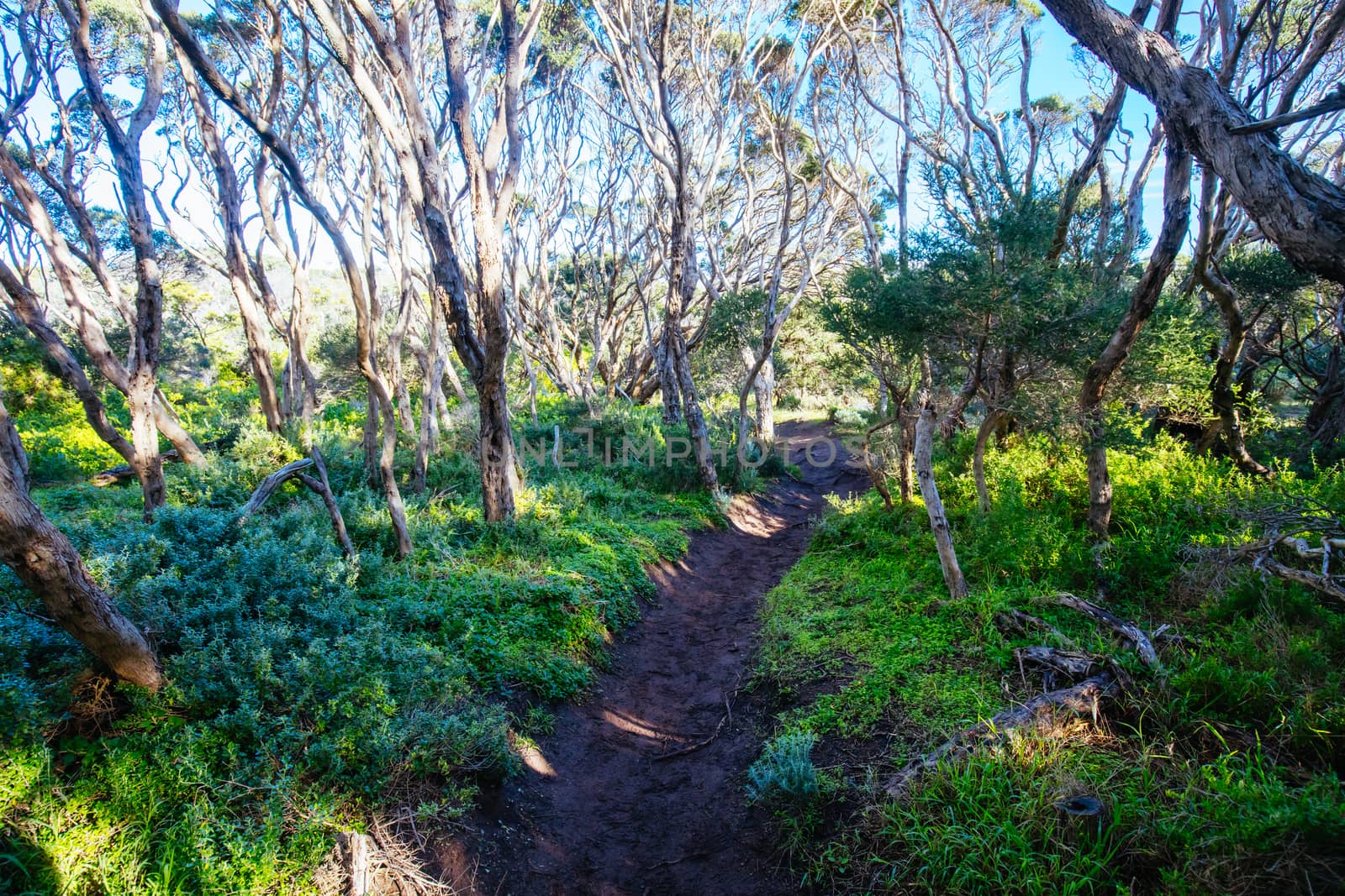 The start of the Two Bays Walking Track from near Cape Schanck Lighthouse on the Mornington Peninsula in Victoria, Australia