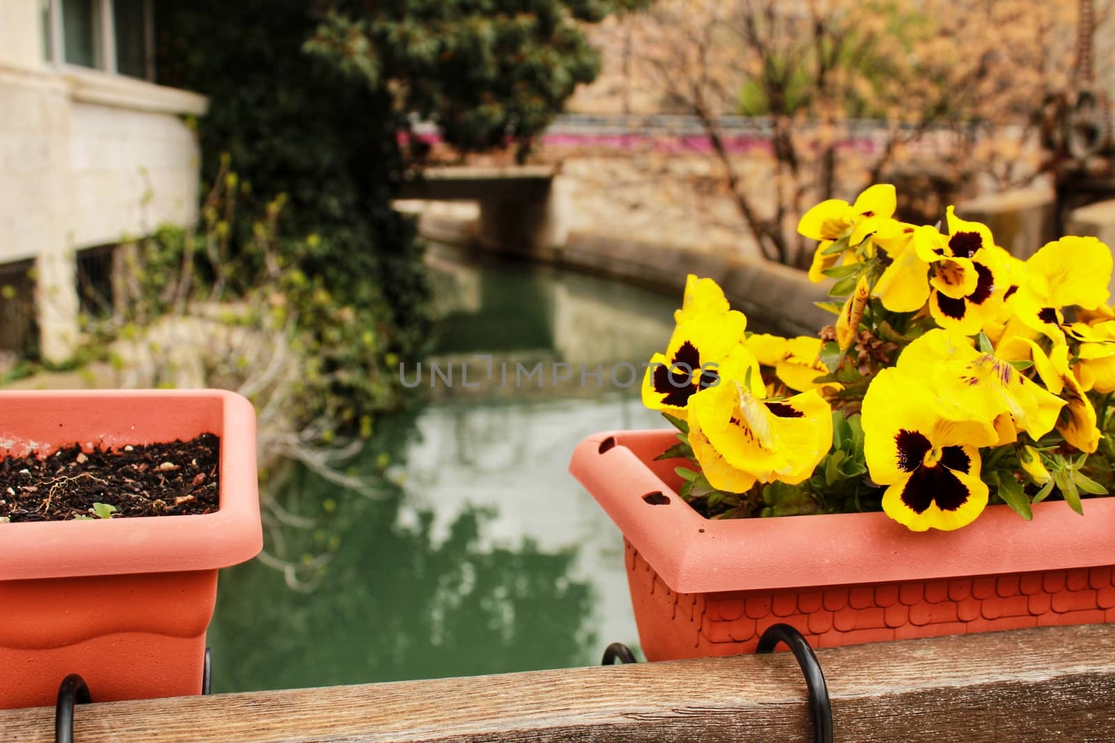 Yellow flowers decorating a bridge in Alcaraz by soniabonet