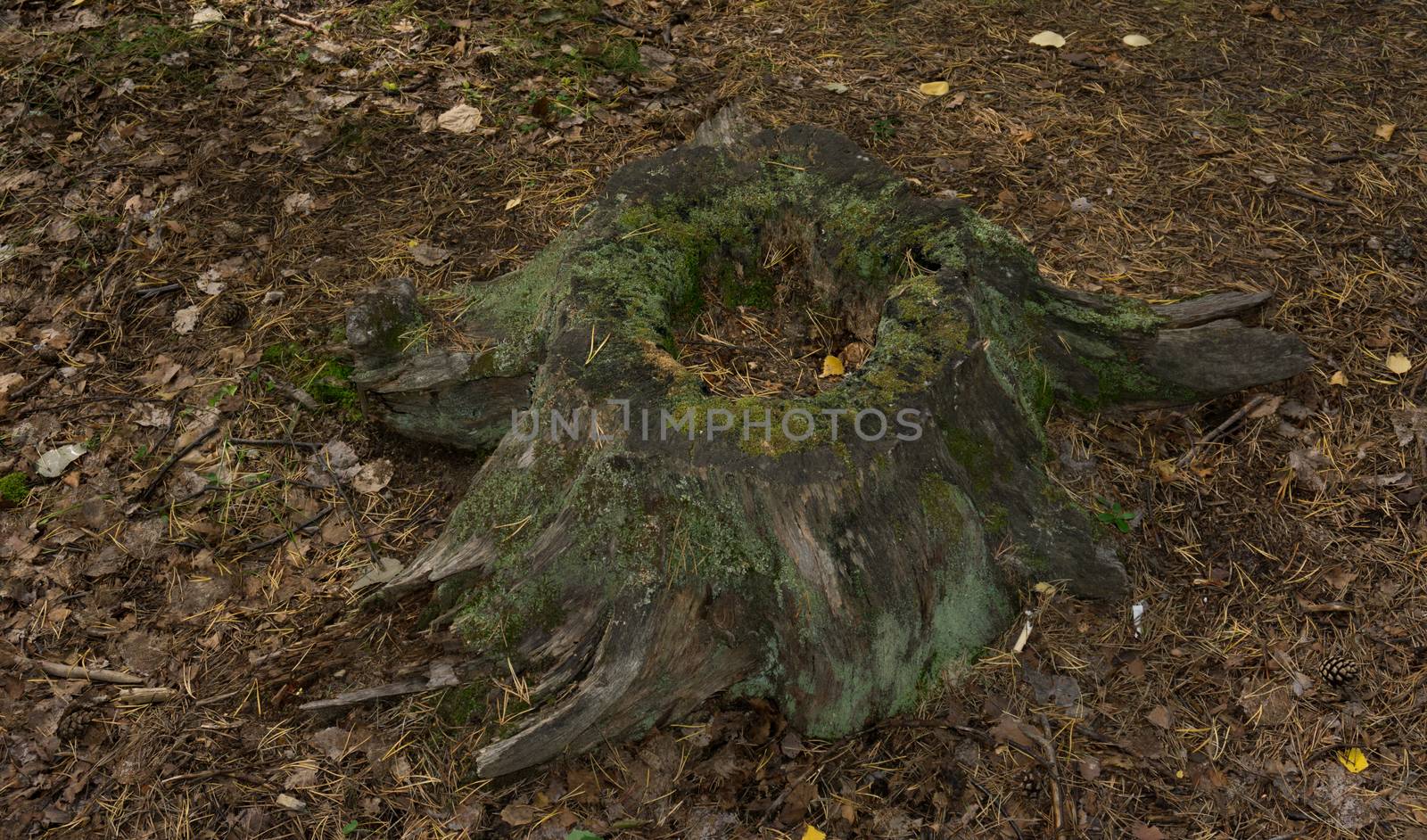 Old rotten stump in the forest overgrown with green moss