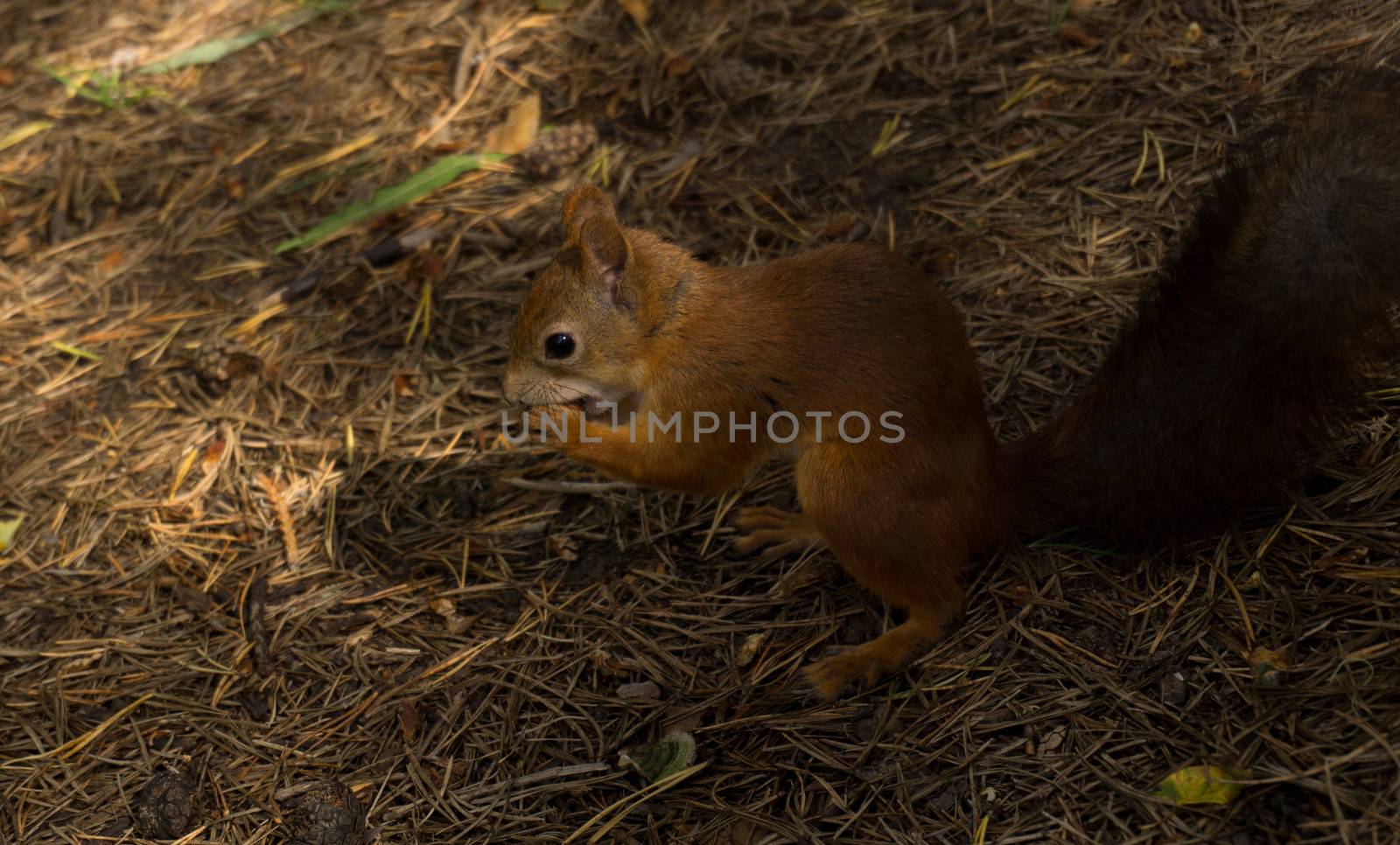 Little squirrel on the ground in summer gnaws on hazelnuts