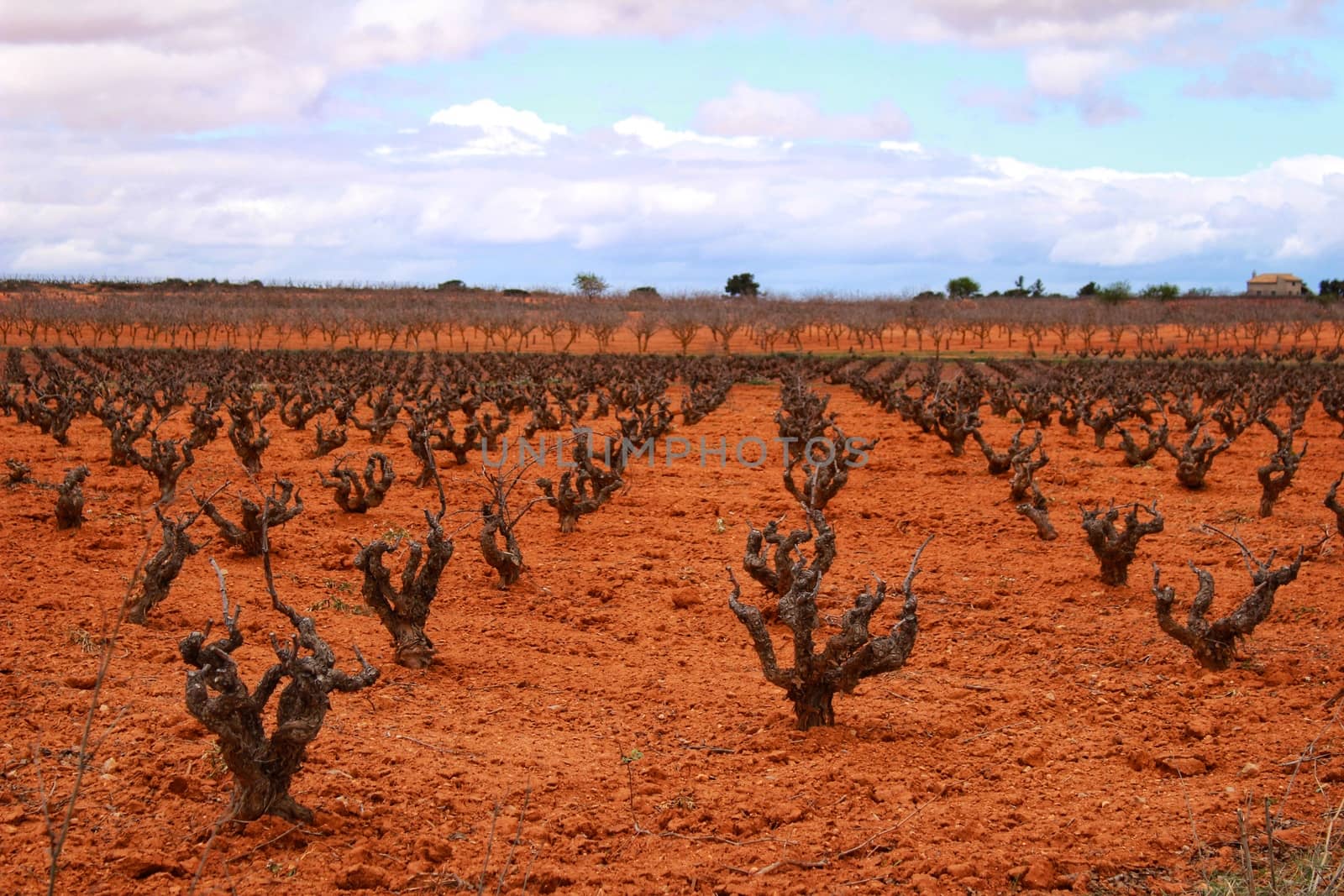 Landscape of vineyards with red land under gray sky in Castilla la Mancha, Spain