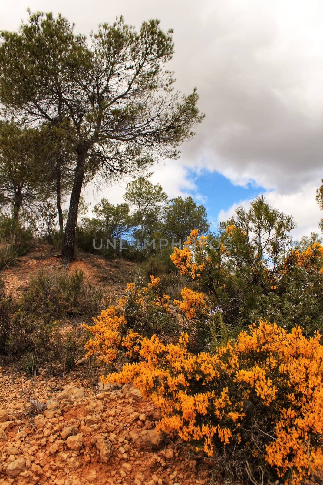 Yellow retama sphaerocarpa, wild rosmarinus officinalis and pines in the mountain under cloudy sky