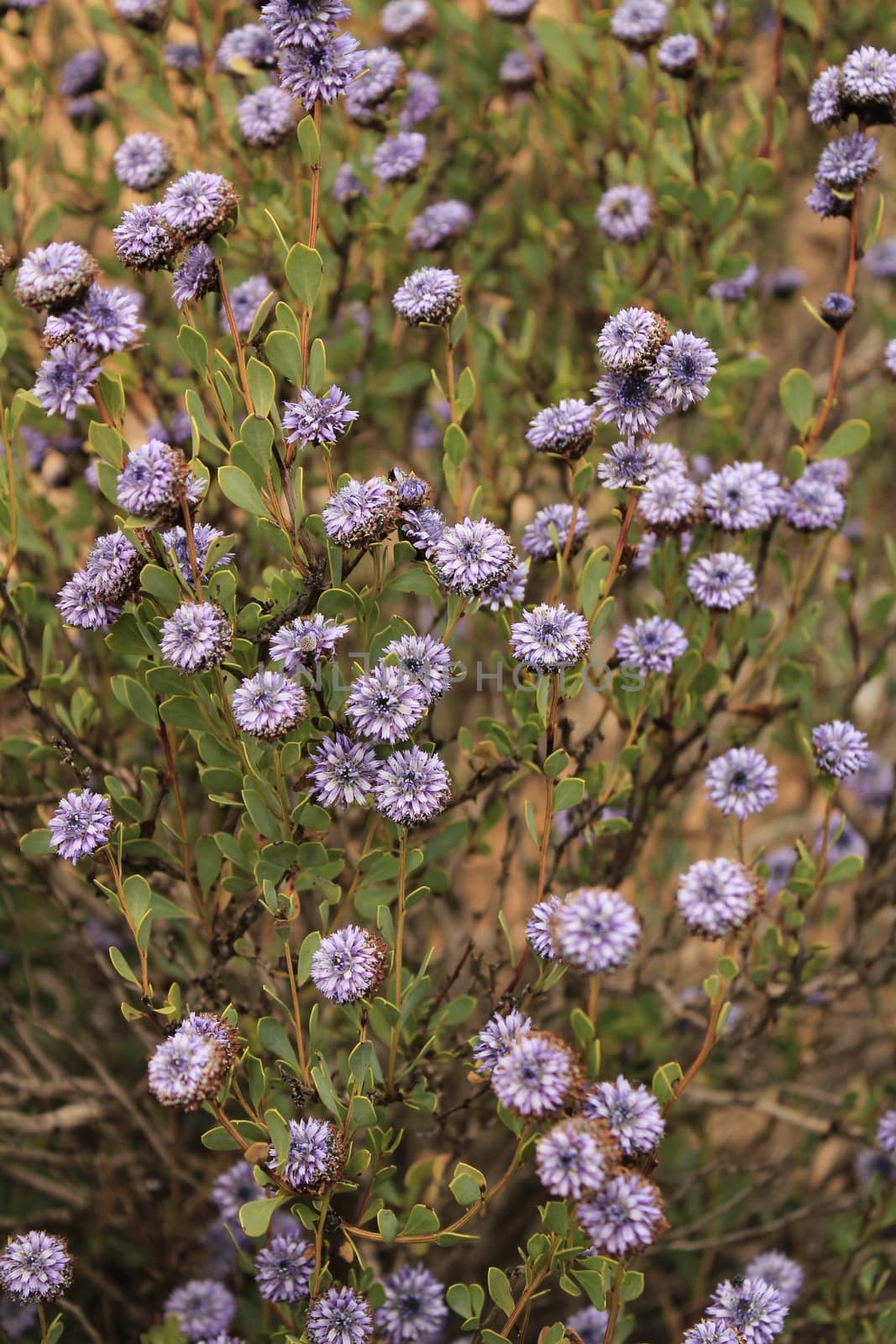 Globularia cordifolia flowers in the mountain by soniabonet