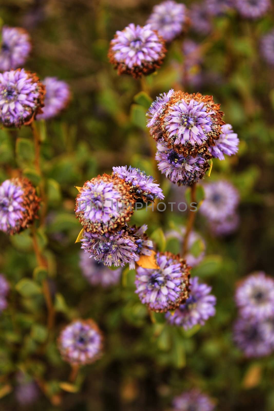 Purple Globularia cordifolia flowers in the mountain in Albacete, Spain