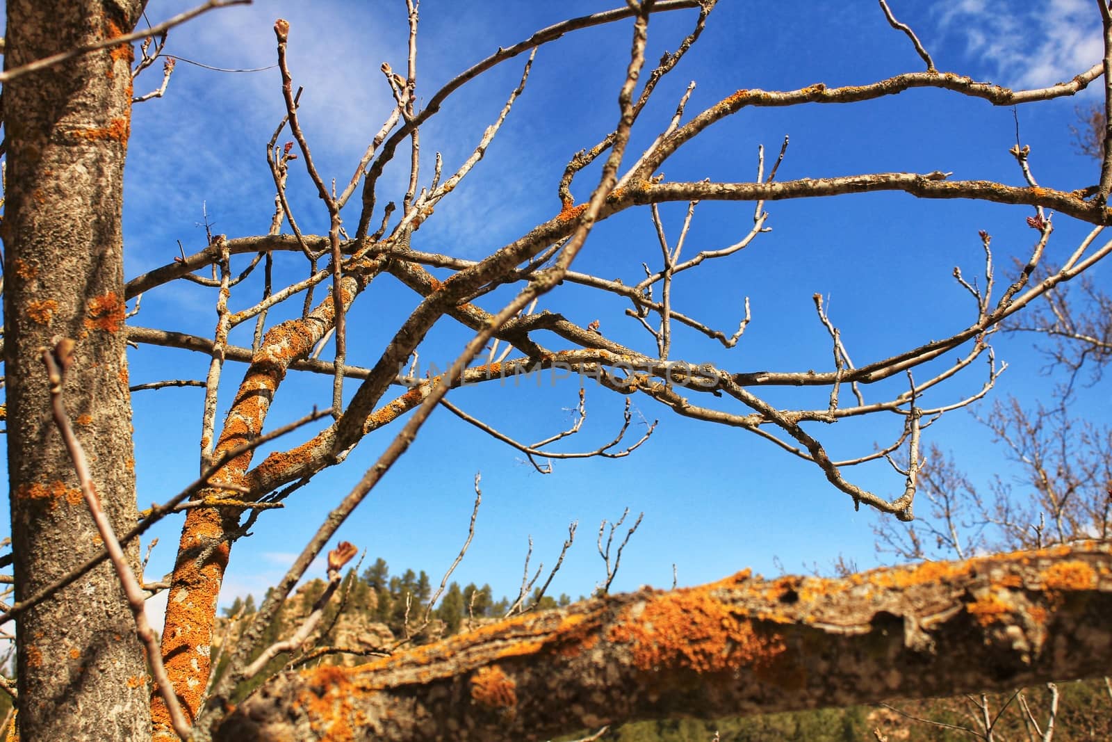 Dry tree branches with moss texture in the mountain under blue sky