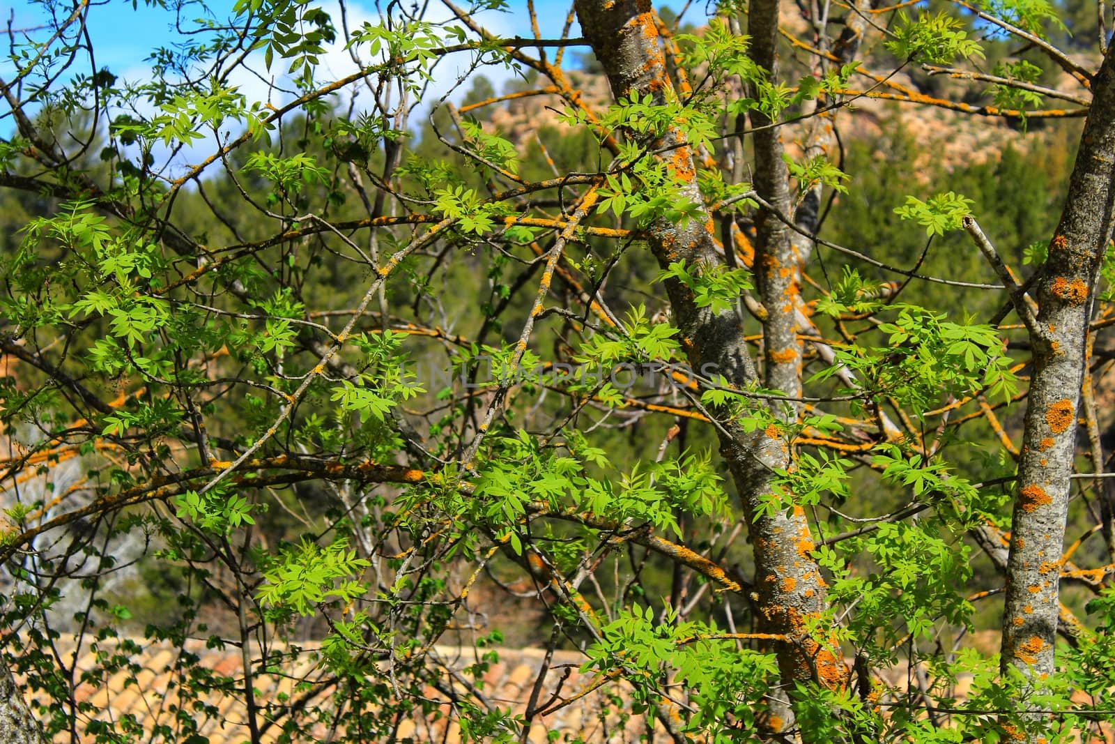 Colorful green leaves under blue sky