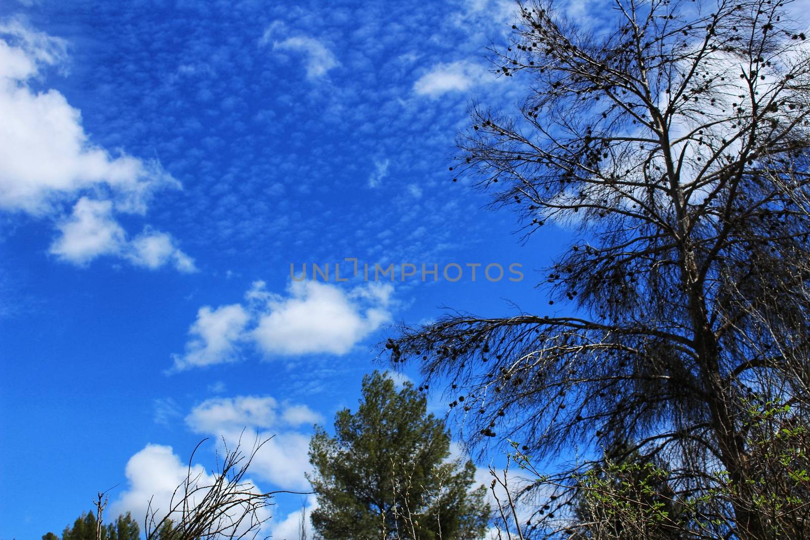 Leafy forest under blue sky in Castilla la Mancha, Spain