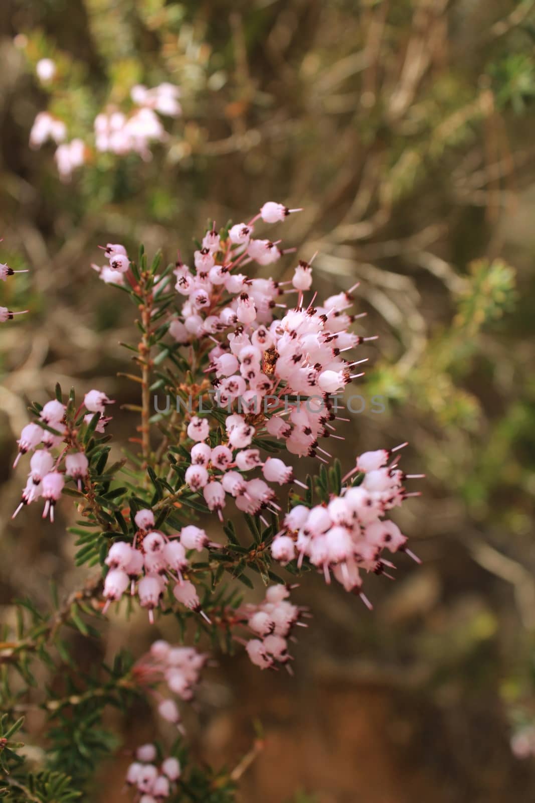 Erica Canaliculata pink flowers in the mountain by soniabonet