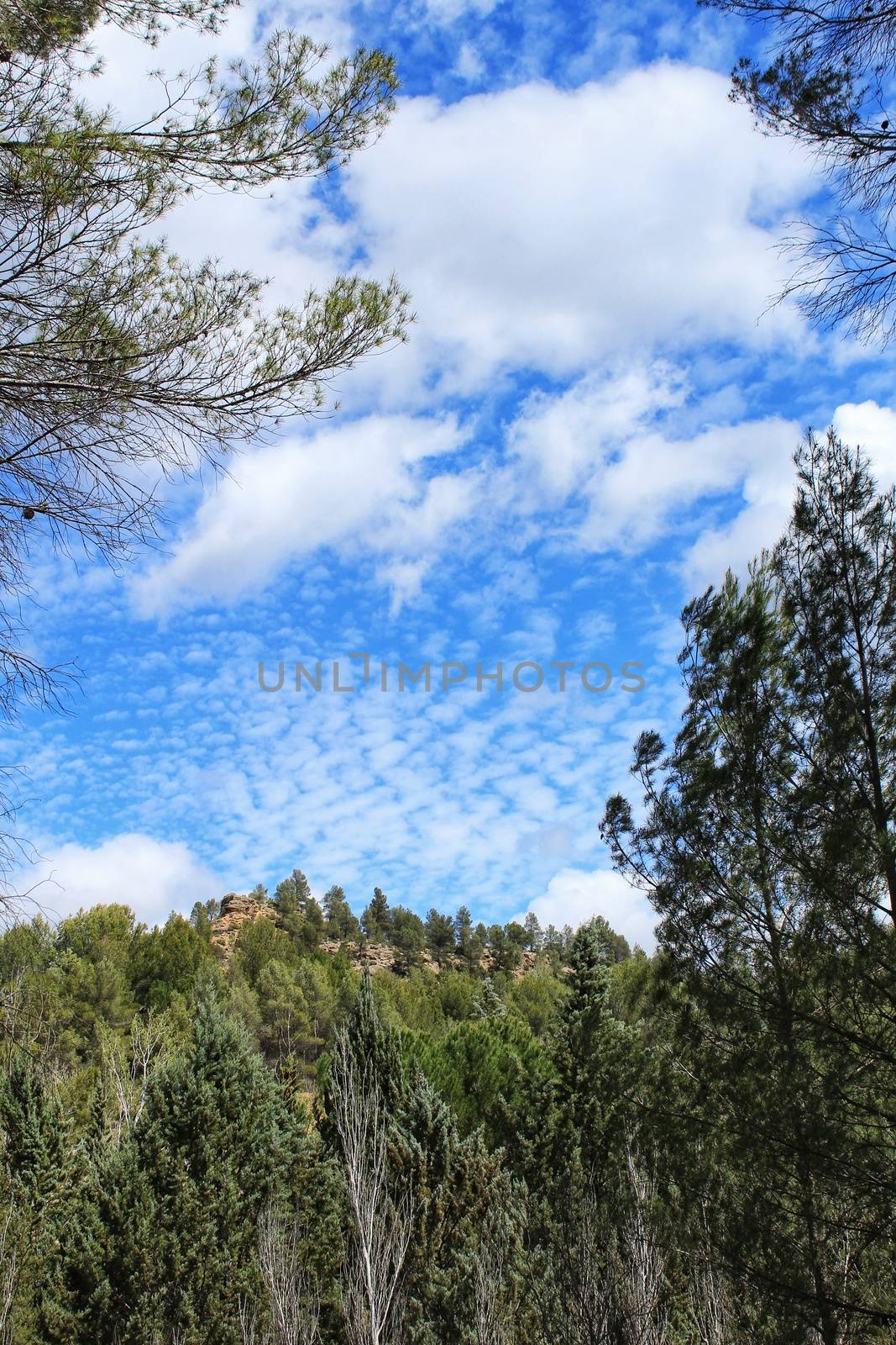 Leafy forest under blue sky in Castilla la Mancha, Spain