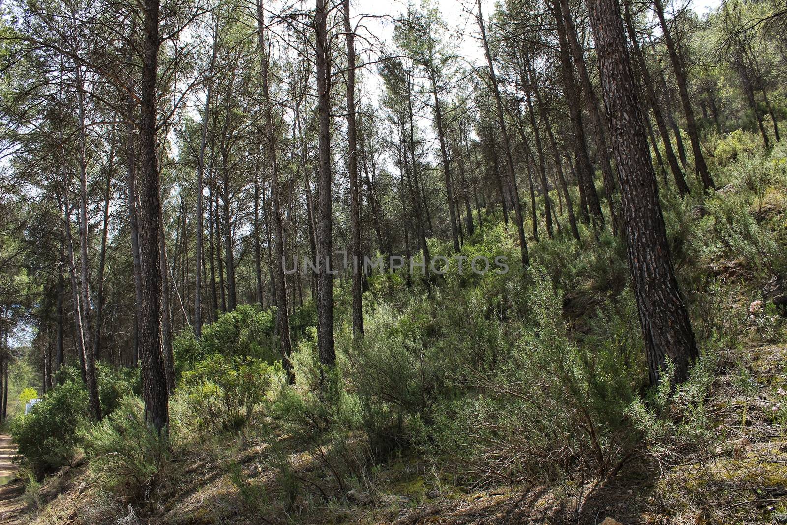 Pine forest in the mountains of Castilla La Mancha, Spain
