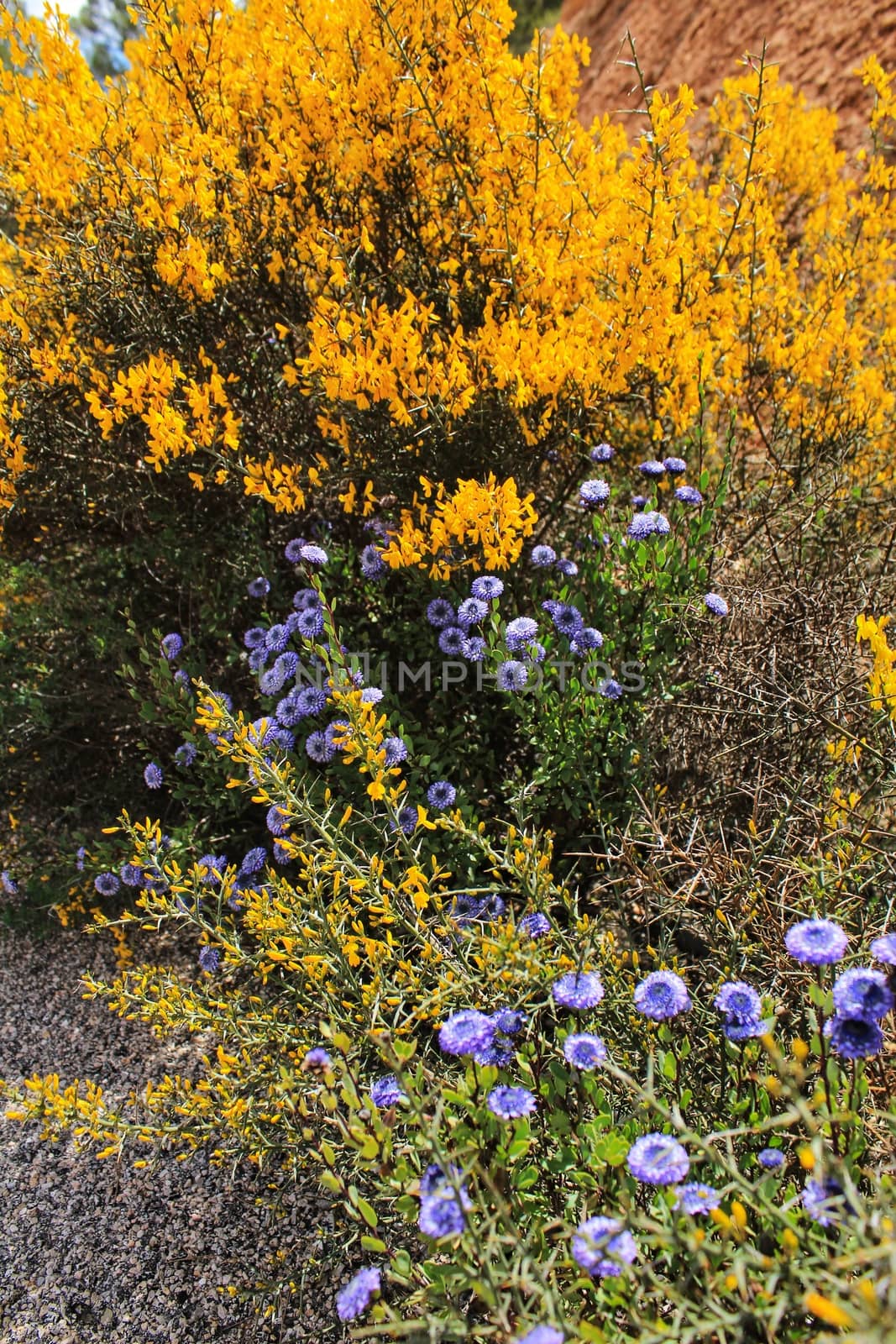 Rosmarinus Officinalis, yellow retama sphaerocarpa and pines in the mountain by soniabonet