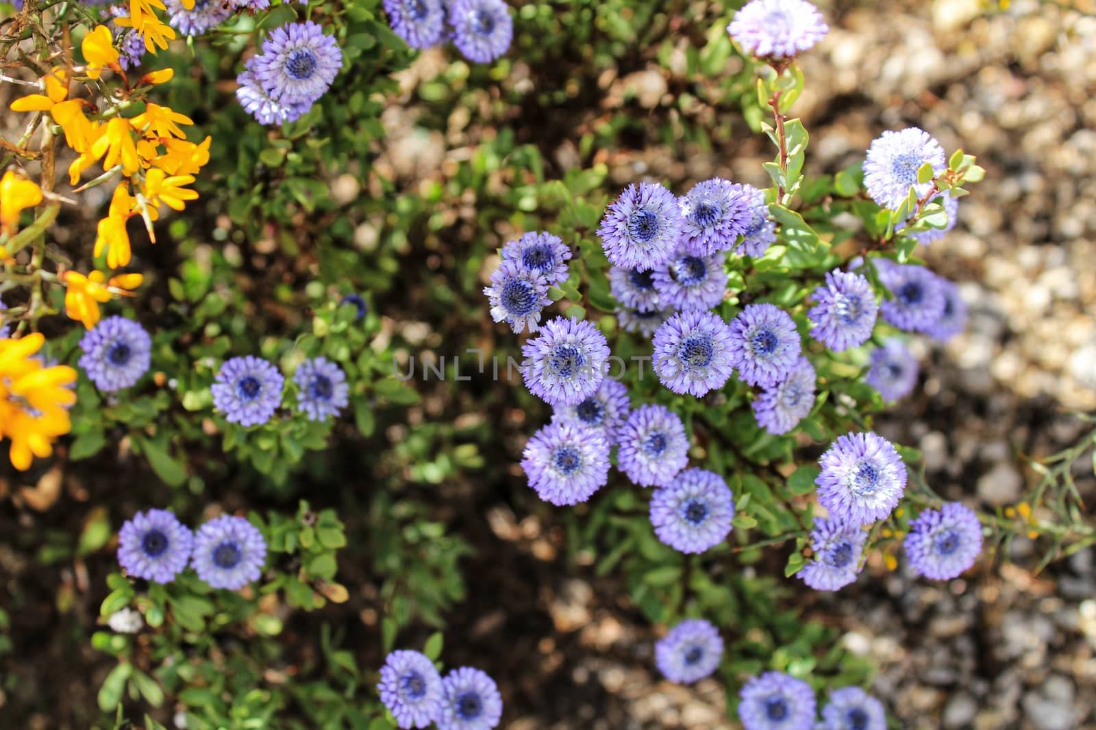 Purple Globularia cordifolia flowers in the mountain in Albacete, Spain