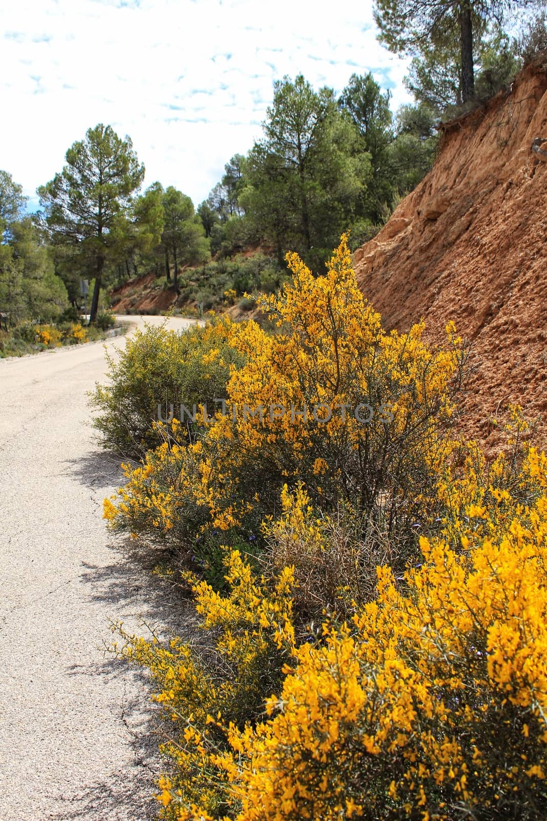 Yellow retama sphaerocarpa, wild rosmarinus officinalis and pines in the mountain under cloudy sky