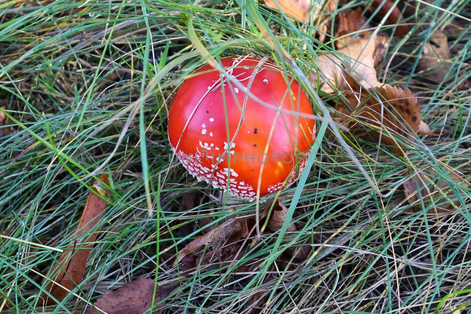 Red poisonous mushroom Amanita muscaria known as the fly agaric  by MP_foto71