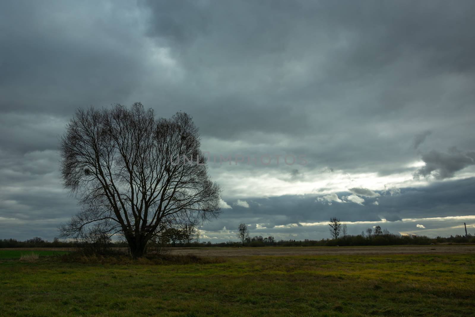A large tree without leaves in the meadow and the evening sky by darekb22