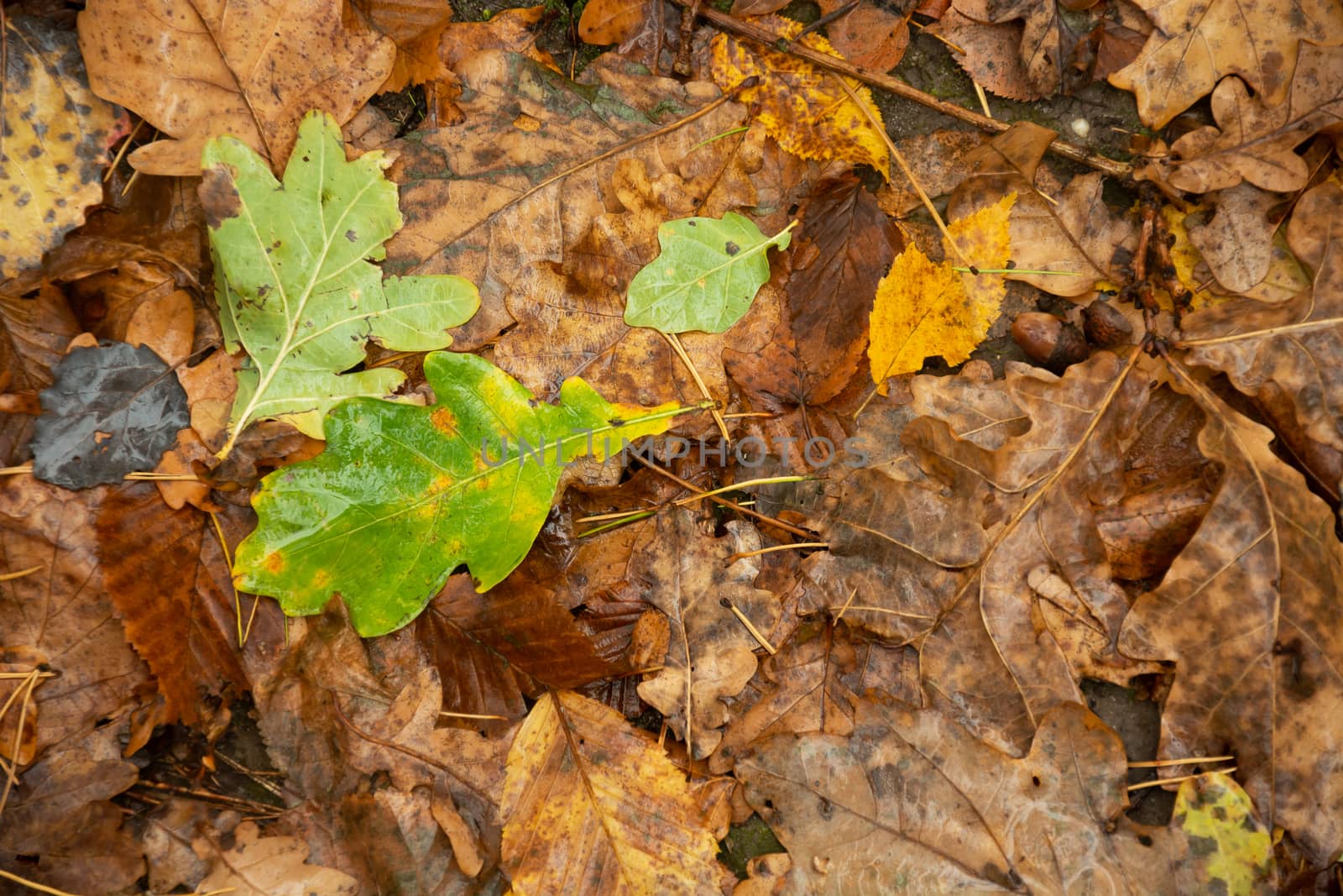 A wet green oak leaf against a background of brown leaves by darekb22