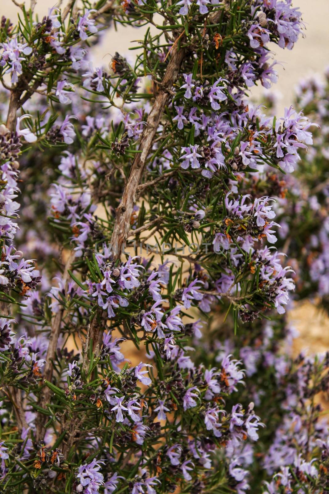 Rosmarinus Officinalis plant in the garden in spring