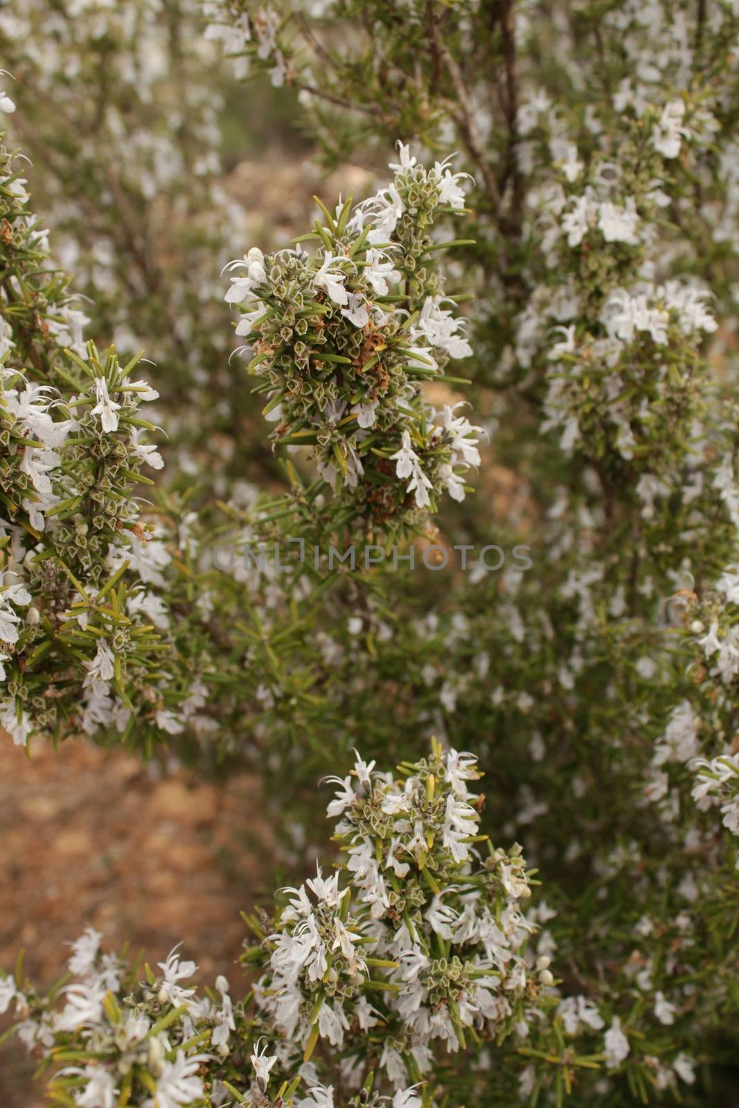 White Rosmarinus Officinalis plant by soniabonet