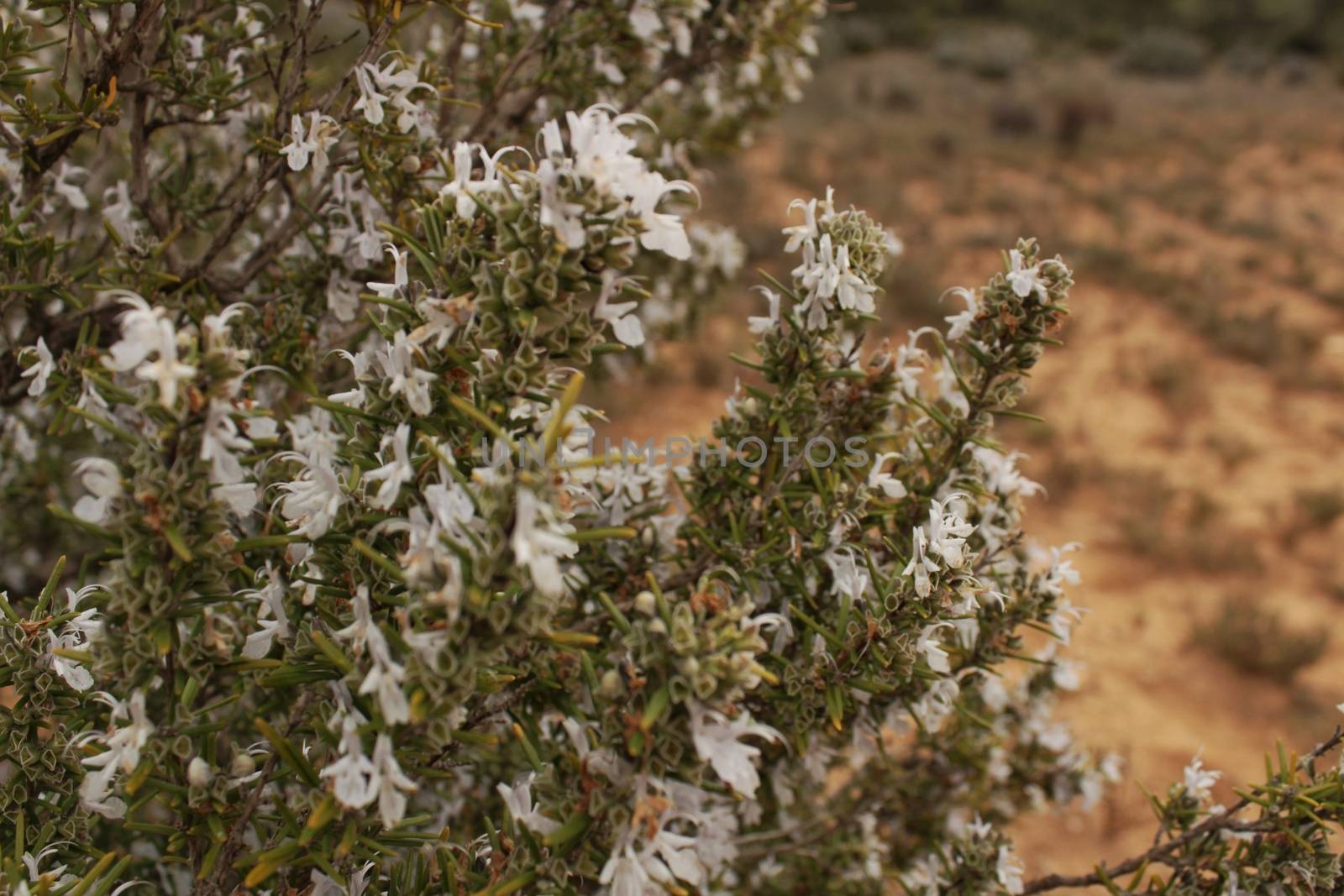 White Rosmarinus Officinalis plant by soniabonet