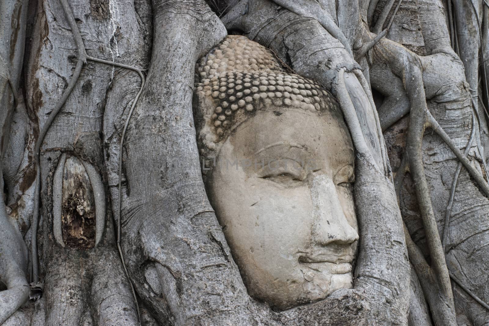 wonders of nature,The Head of The Sandstone Buddha image in tree roots at Wat Mahathat Ayutthaya Thailand