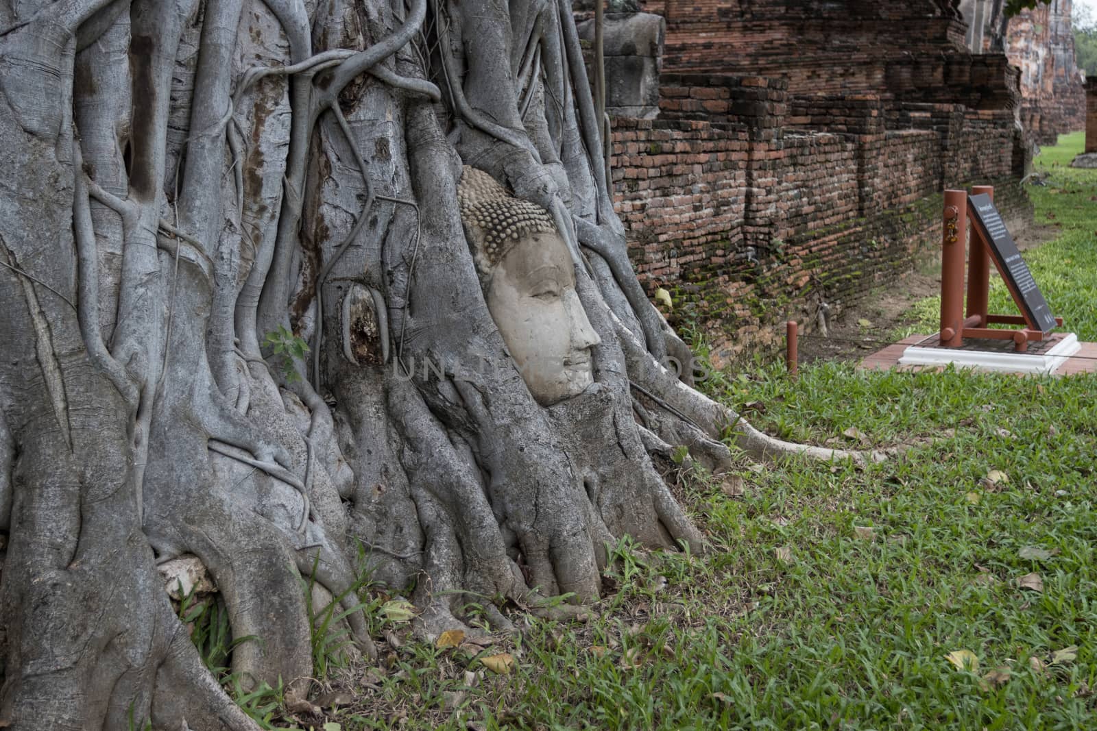 wonders of nature,The Head of The Sandstone Buddha image in tree roots at Wat Mahathat Ayutthaya Thailand