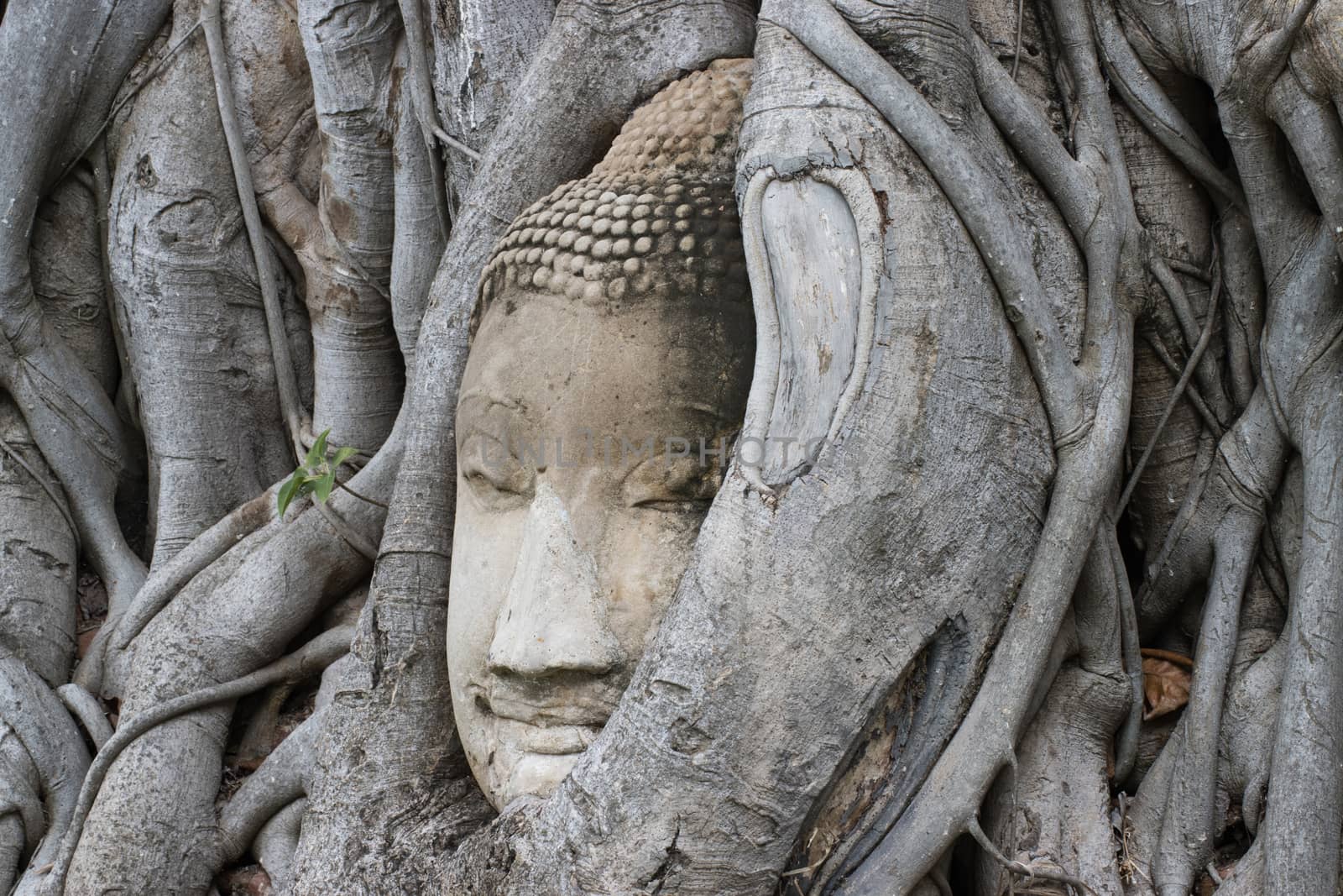 wonders of nature,The Head of The Sandstone Buddha image in tree roots at Wat Mahathat Ayutthaya Thailand