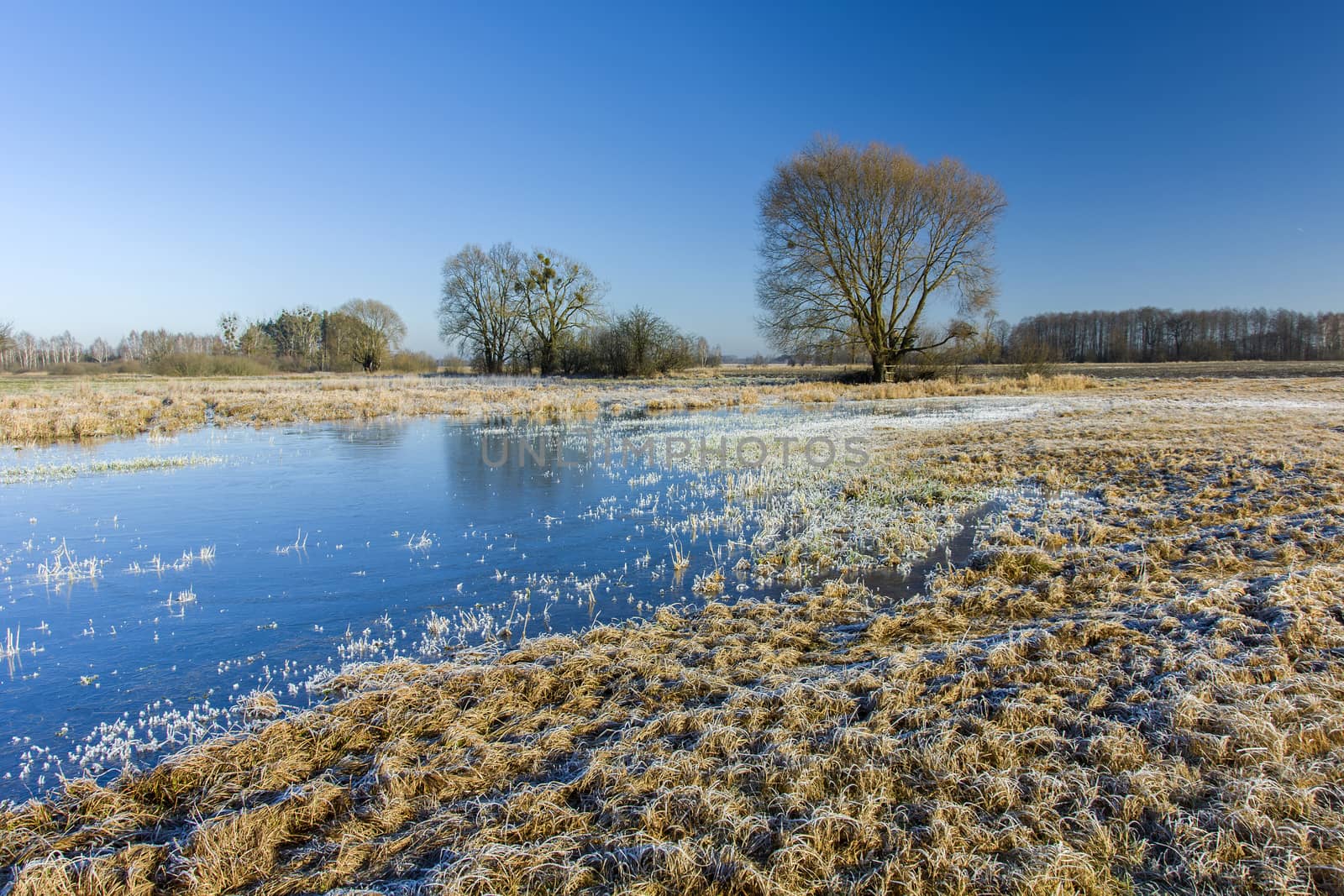 White frost and frozen puddle on the meadow, tree and blue sky