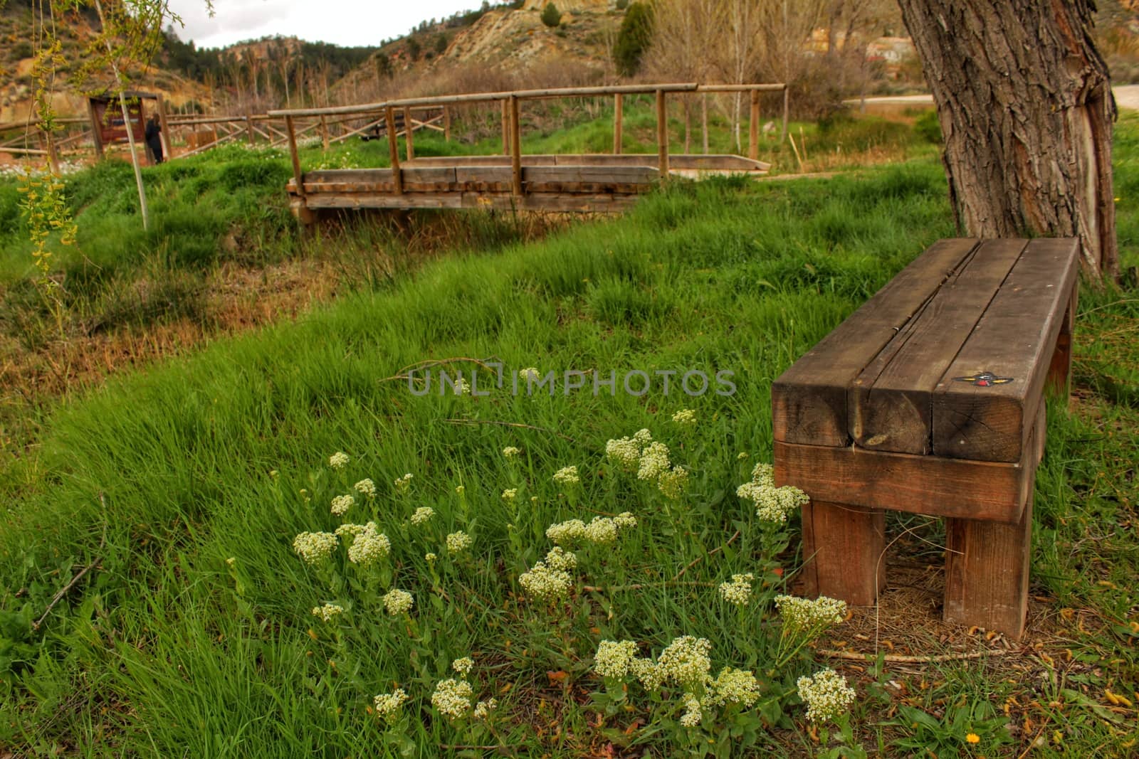 Wooden bench surrounded by vegetation and flowers in a park by soniabonet