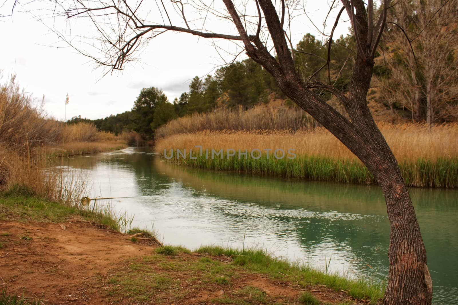 Cabriel River on its way through Casas del Rio village, Albacete, Spain. by soniabonet