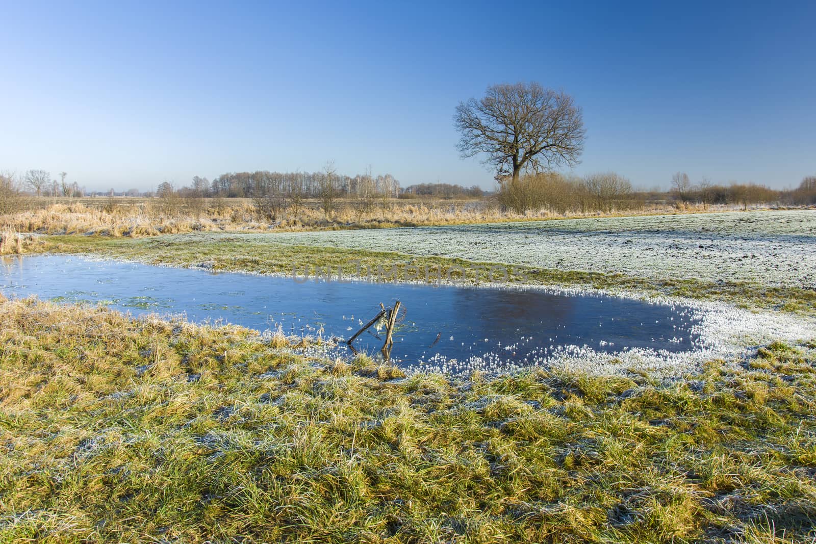 Frozen pond and frost on the meadow, trees on the horizon and blue sky, sunny winter view
