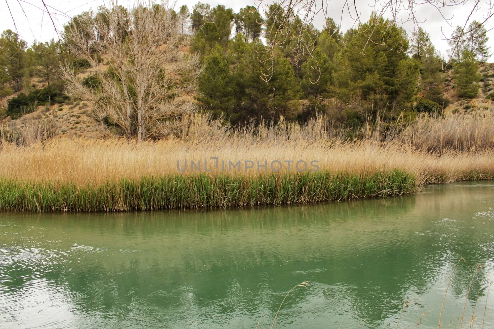 Cabriel River on its way through Casas del Rio village, Albacete, Spain. Landscape between cane field and mountains.