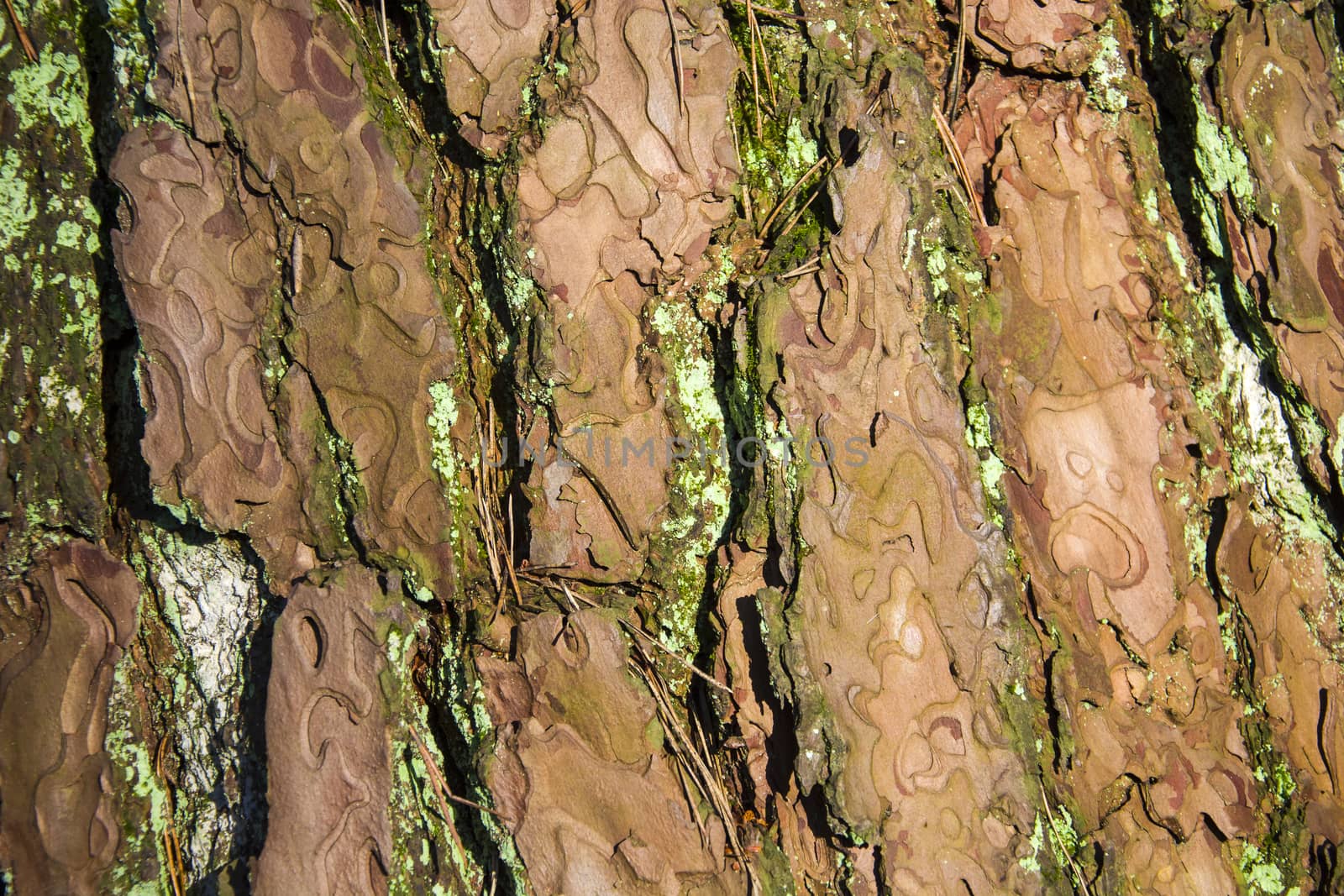 Tree trunk with brown bark, close-up on a sunny day, background