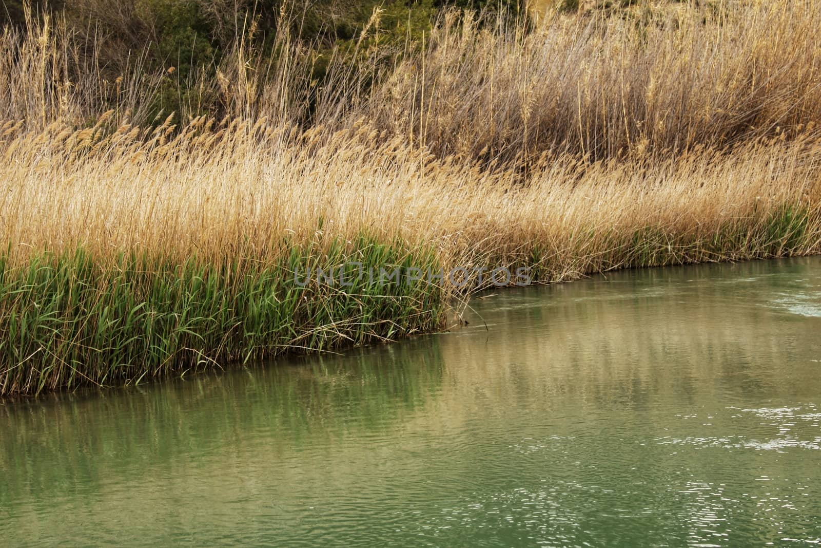 Cabriel River on its way through Casas del Rio village, Albacete, Spain. Landscape between cane field and mountains.