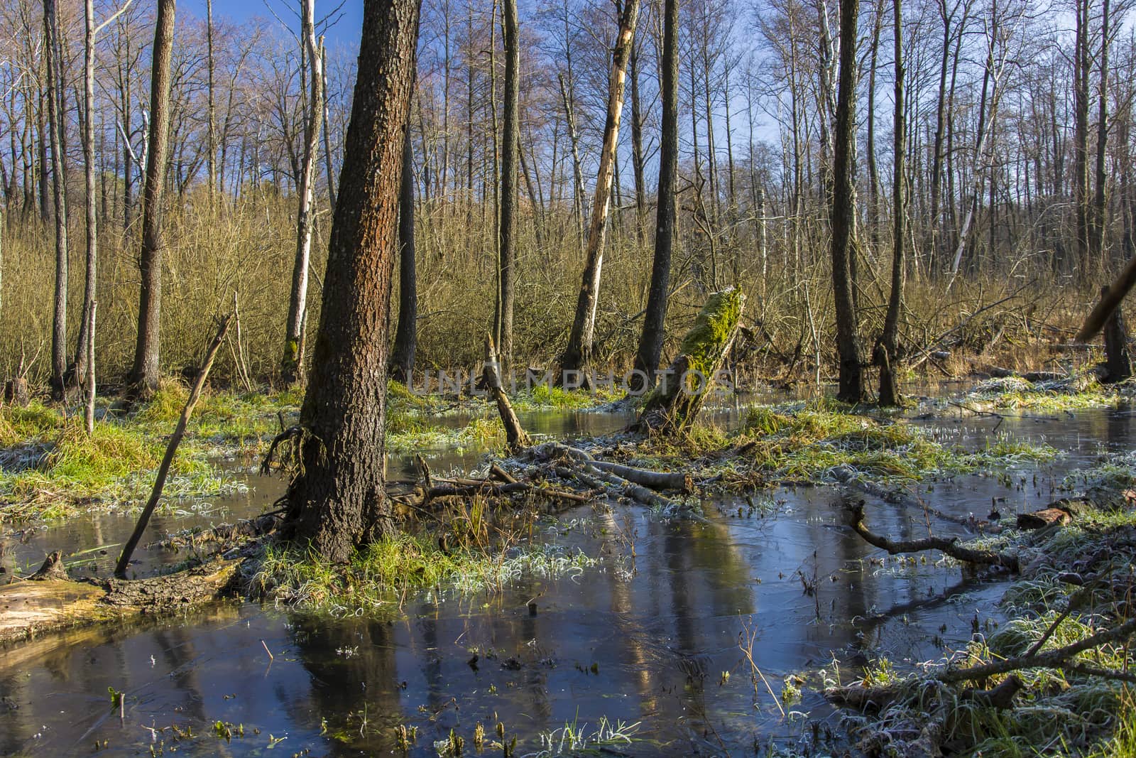 Frozen swamp in the forest, view on a sunny january day