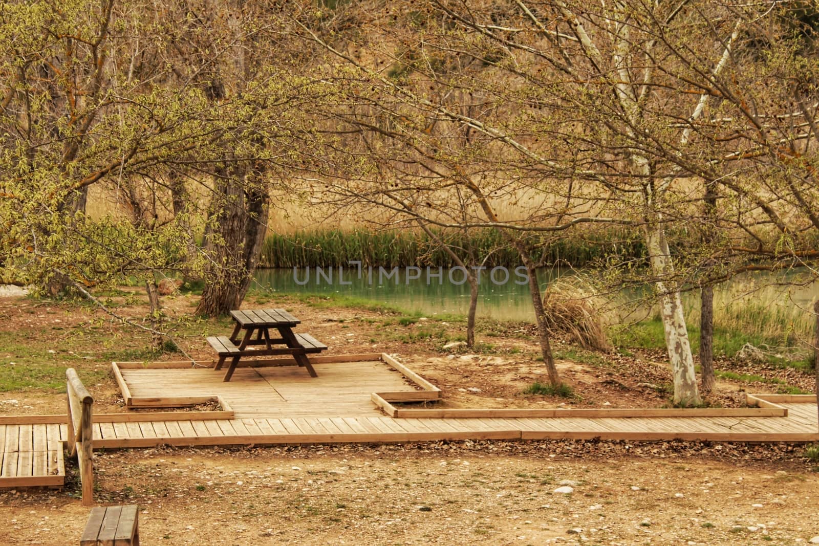 Wooden bench surrounded by vegetation and flowers in a park by soniabonet