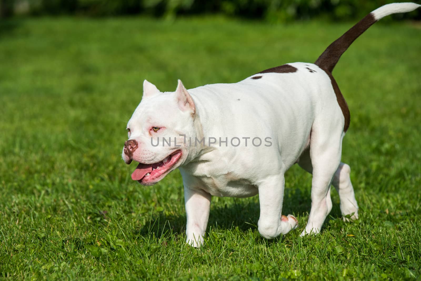 White American Bully puppy dog in move on nature on green grass. Medium sized dog with a compact bulky muscular body, blocky head and heavy bone structure.