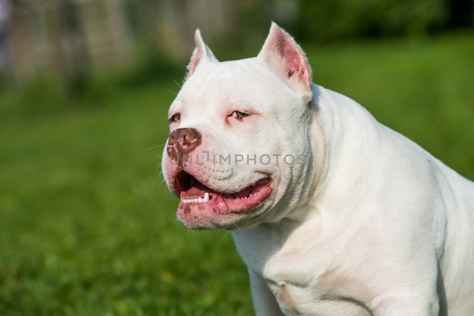 White American Bully puppy dog sitting on green grass. Medium sized dog with a compact bulky muscular body, blocky head and heavy bone structure.