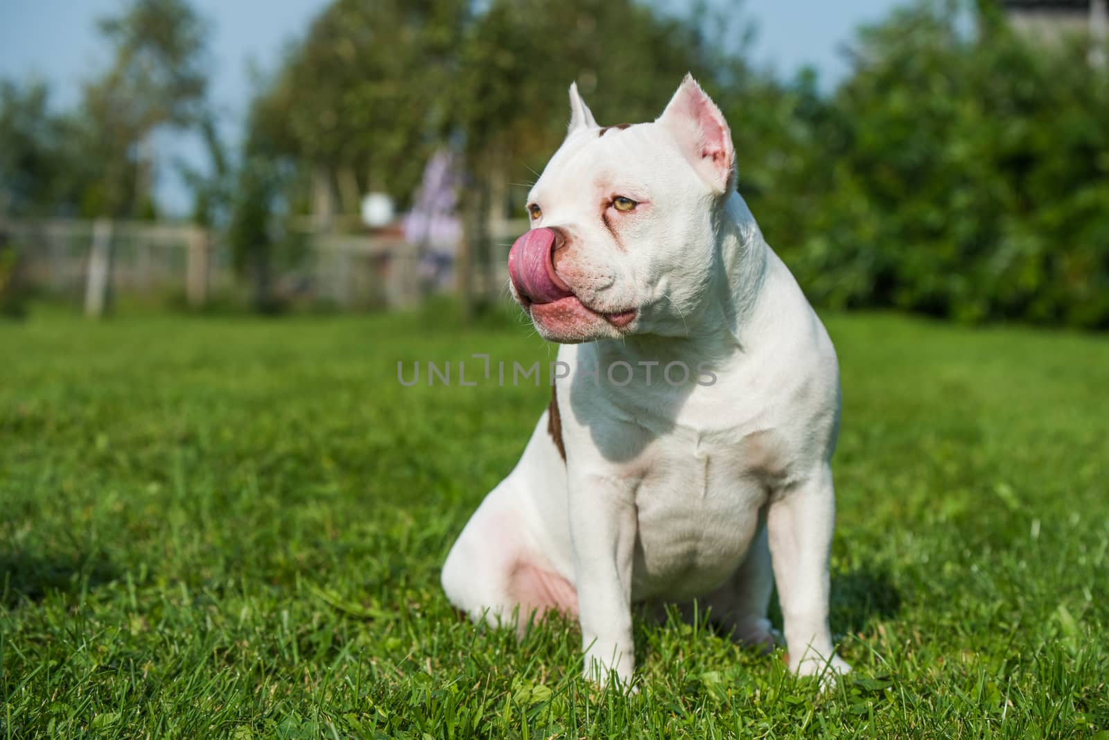 American Bully puppy dog sitting on green grass by infinityyy
