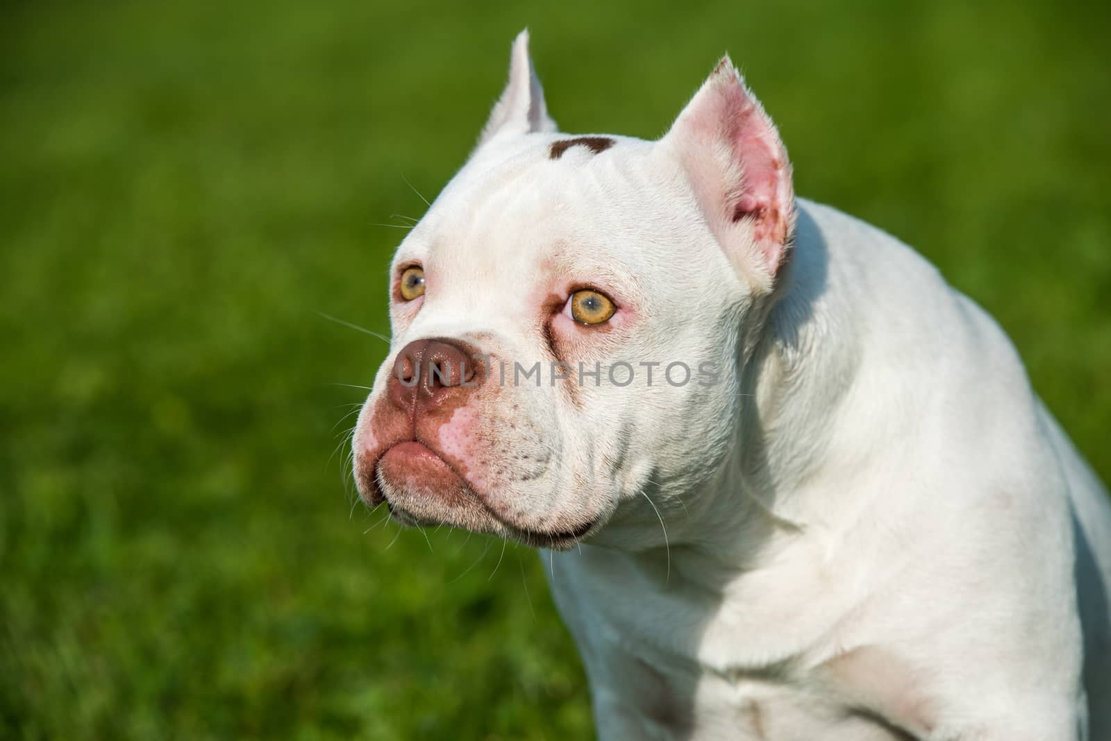 White American Bully puppy dog sitting on green grass. Medium sized dog with a compact bulky muscular body, blocky head and heavy bone structure.