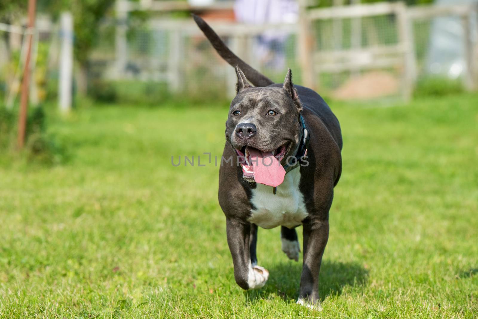 Female blue brindle American Staffordshire Terrier dog or AmStaff in move on nature