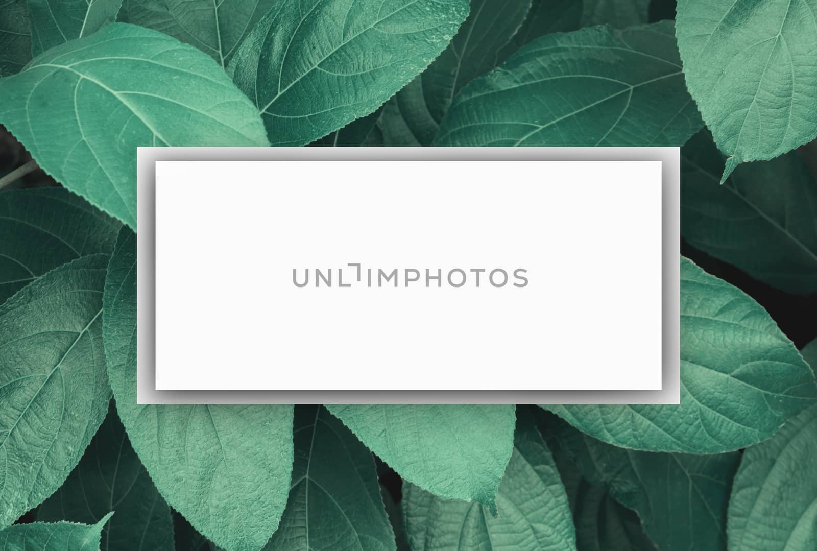 square frame with green dark leaves nature background by pramot