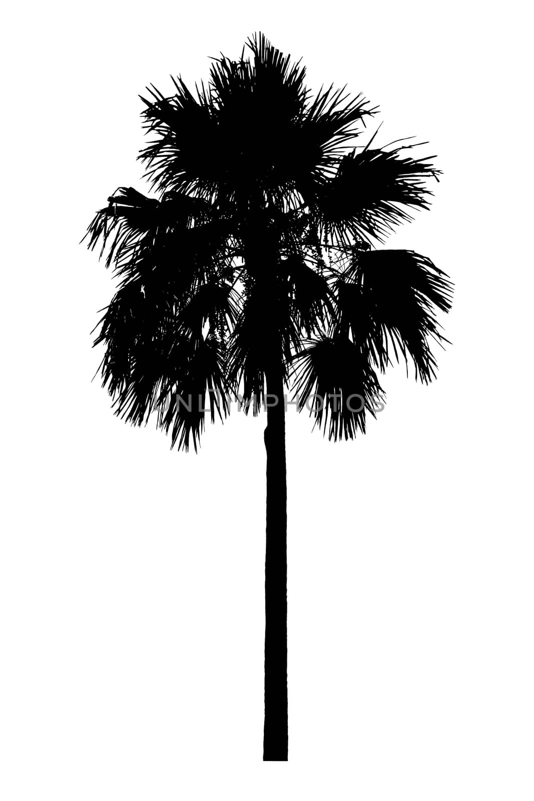 Palm tree silhouette Ornamental plants beautiful on white by pramot