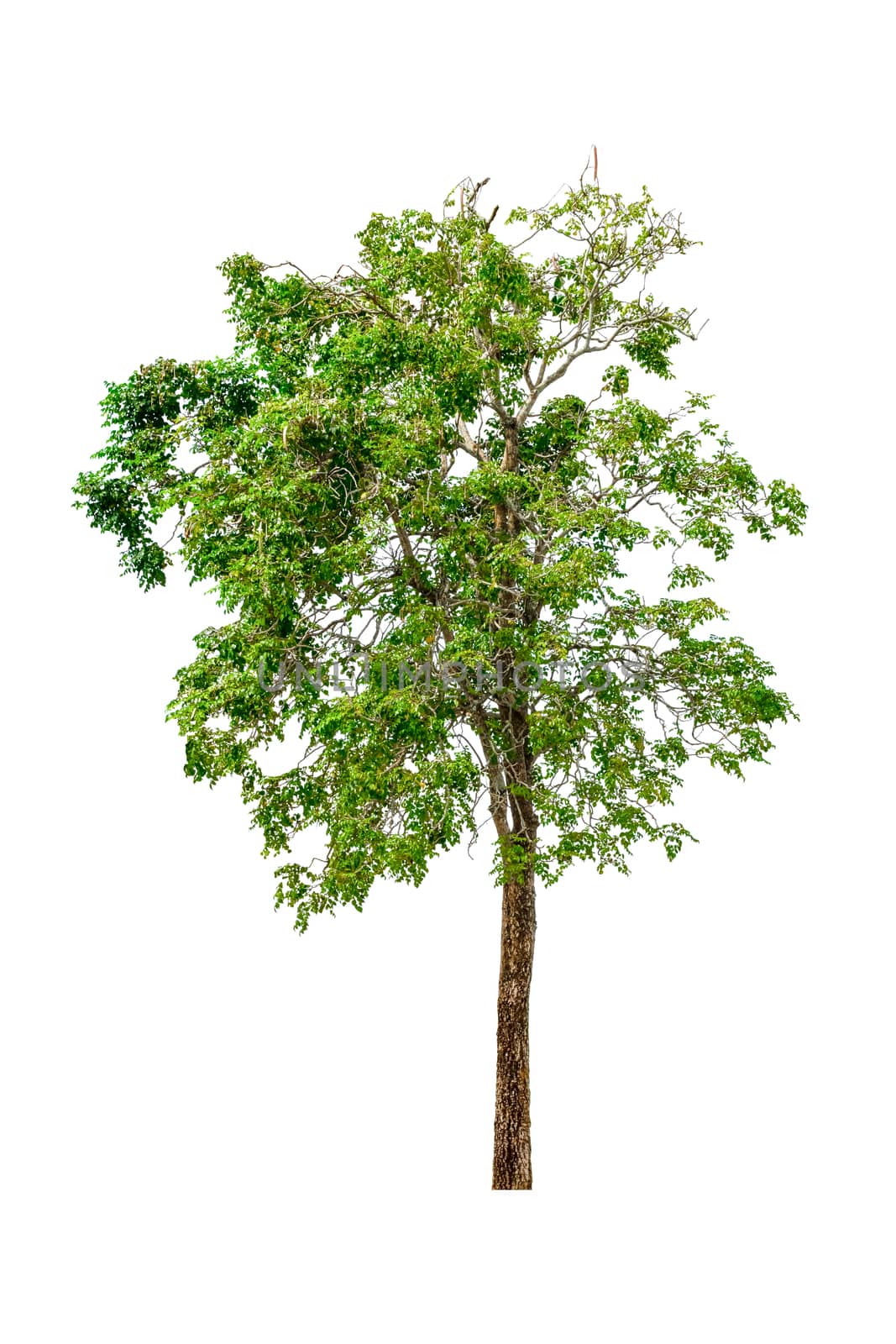 tree and leaf beautiful on white background