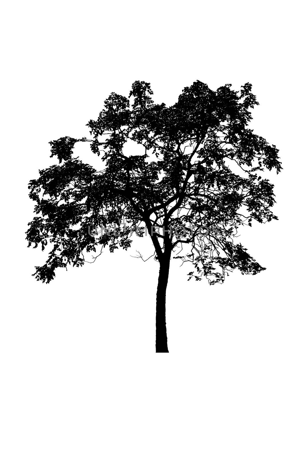 tree silhouettes beautiful isolated on white background by pramot