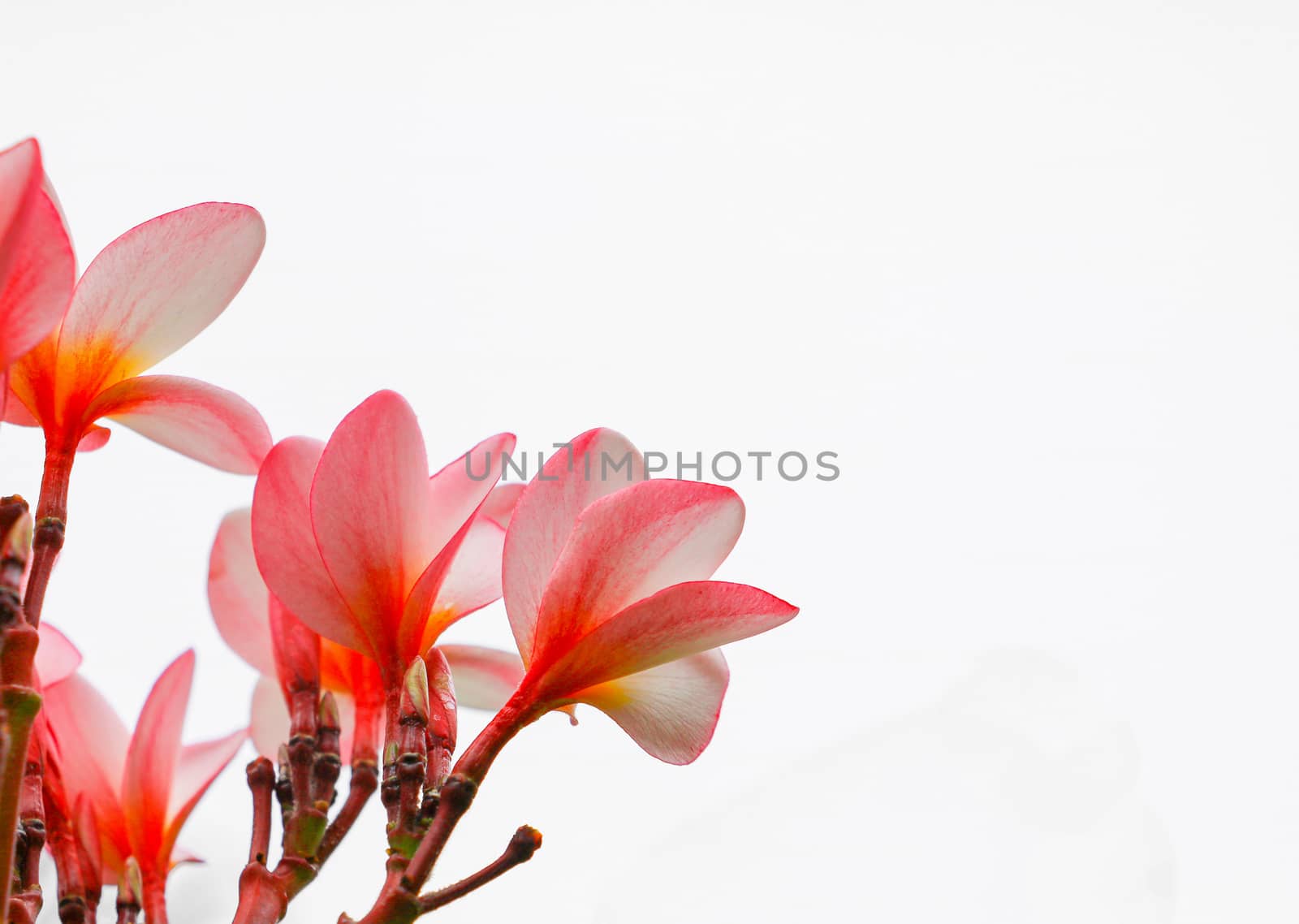 plumeria flowers beautiful pink frangipani on white background by pramot