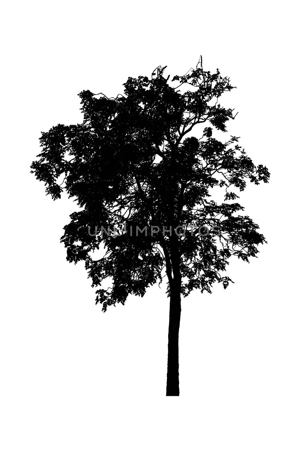 tree silhouettes beautiful isolated on white background by pramot